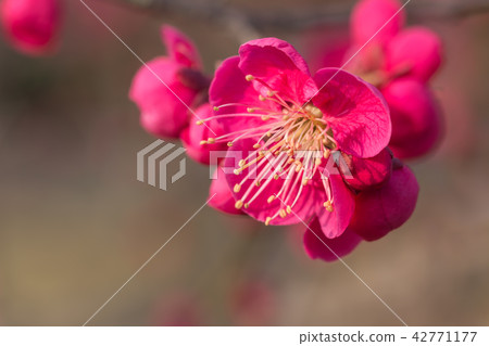 Kobai Kobai 42771177