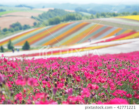 Biei color hills 42771221