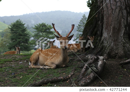 Nara deer 42771244