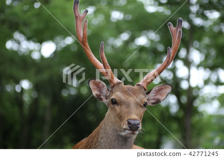 Nara deer Nara deer 42771245