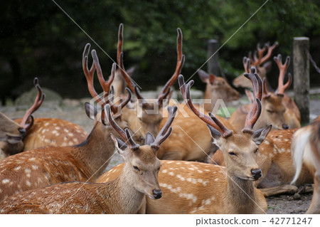 Deer horn Deer horn 42771247