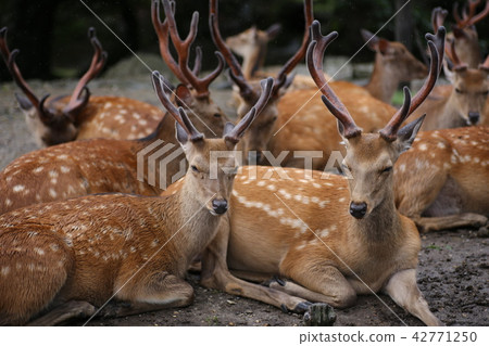 Young deer group Young deer group 42771250