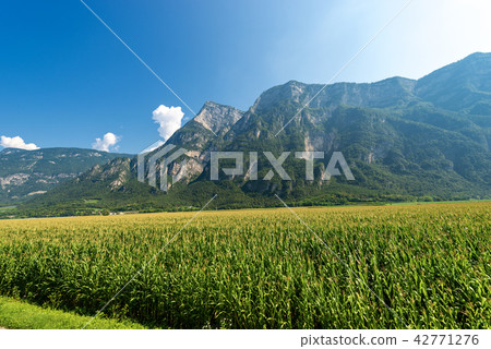 Corn Field in the Valsugana Sugana Valley - Italy 42771276