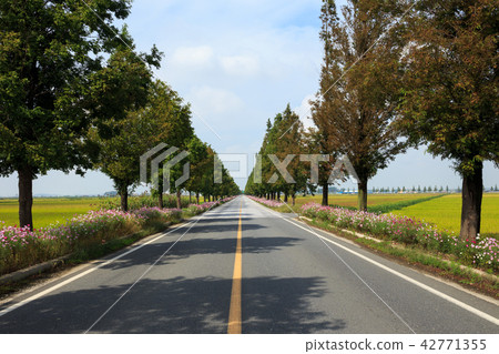 Straight road, roadside tree, Gimje plain 42771355