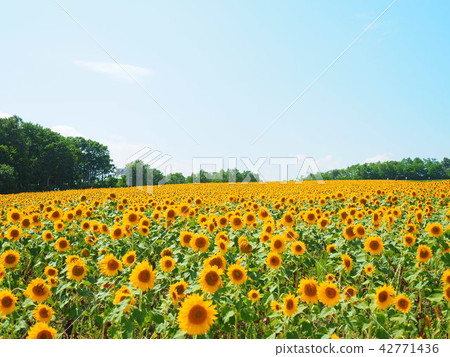 Himawari farm of Hokkaido Kitauru Town 42771436