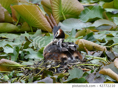 Camphor trees Camphor trees 42772210