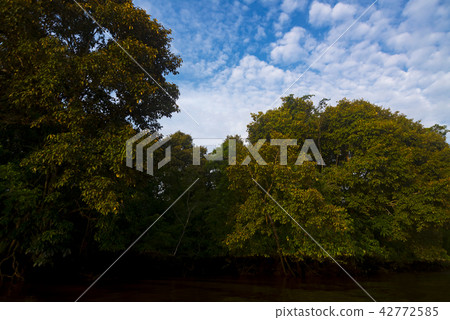 Blue sky and jungle and river Borneo Blue sky and jungle and river Borneo 42772585