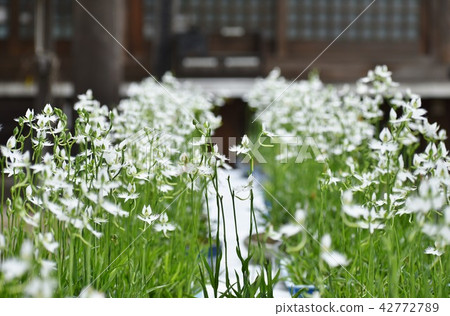 Community of ginger 42772789