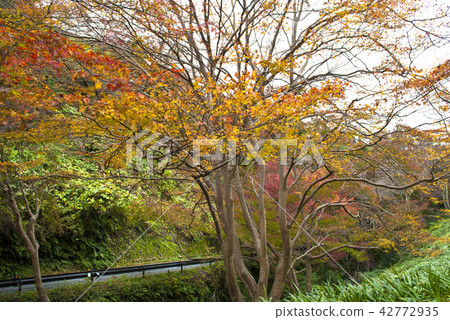 Autumn leaves Autumn leaves 42772935