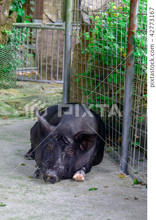 Agu pig 42773167