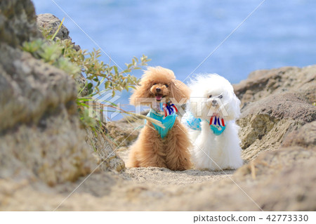 海和wanko 2 42773330