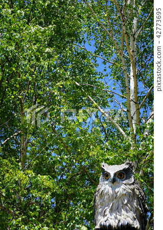 Ainu Kotan's Owl 42773695