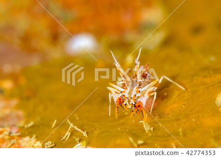 Freshwater fish 42774353