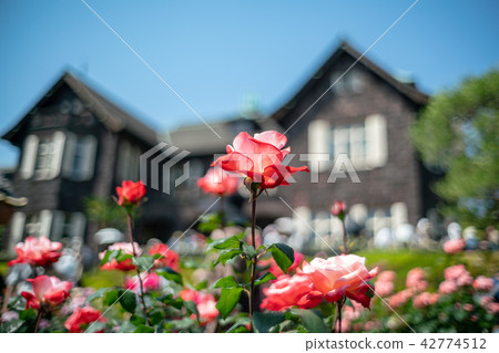 Old Furukawa garden rose and Western-style building of fresh green 42774512
