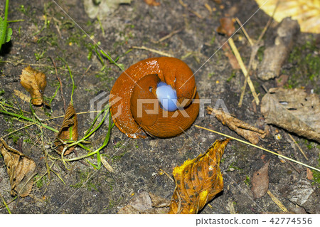 Mating pair of brown slugs. Two land slug top view Mating pair of brown slugs. Two land slug top view 42774556