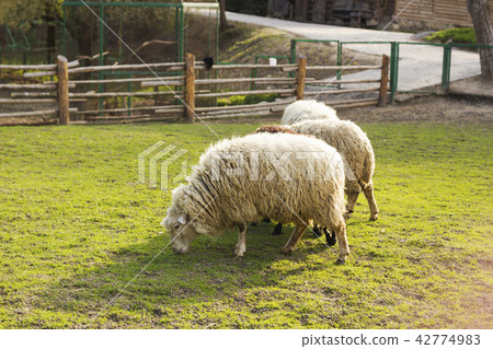 Grazing sheeps on green meadow near wooden fence Grazing sheeps on green meadow near wooden fence 42774983