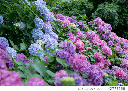 hydrangea   42775266
