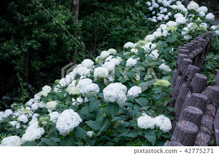 hydrangea   42775271