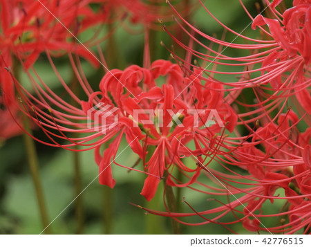 群集孤挺花 群集孤挺花 42776515