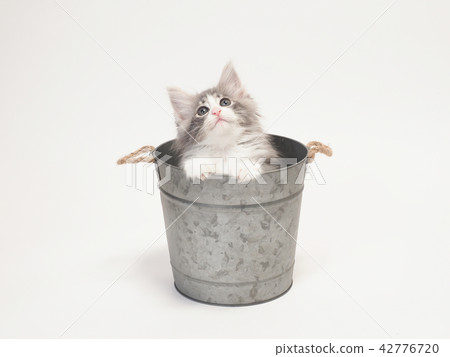 A kitten of Norway Jiang Forest Kuat who entered a bowl cover 42776720