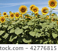 Sunflower field 42776815