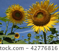 Sunflower field Ⅱ 42776816