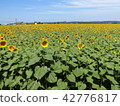 Sunflower field Ⅲ 42776817