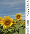 Sunflower field Ⅳ 42776818