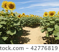 Sunflower field Ⅴ 42776819