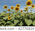 Sunflower field Ⅵ 42776820