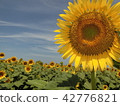 Sunflower field VII 42776821