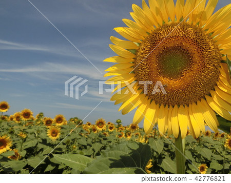 Sunflower field VII Sunflower field VII 42776821