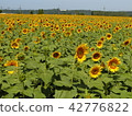 Sunflower field Ⅷ 42776822