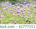  Flower garden 42777151