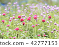  Flower garden 42777153