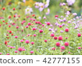  Flower garden 42777155