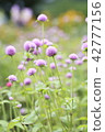  Flower garden 42777156