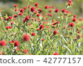  Flower garden 42777157