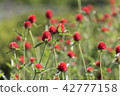  Flower garden 42777158