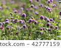  Flower garden 42777159