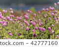  Flower garden 42777160