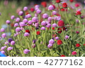  Flower garden 42777162