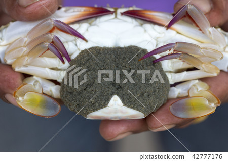 Close up of Blue swimmer crab (Portunus pelagicus) 42777176