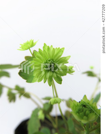 梅花落葉松 42777209
