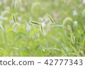 A flower 42777343