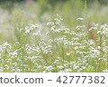 A flower 42777382