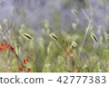 A flower 42777383