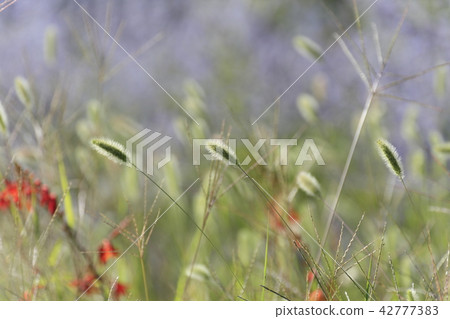 A flower A flower 42777383