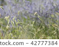 A flower 42777384