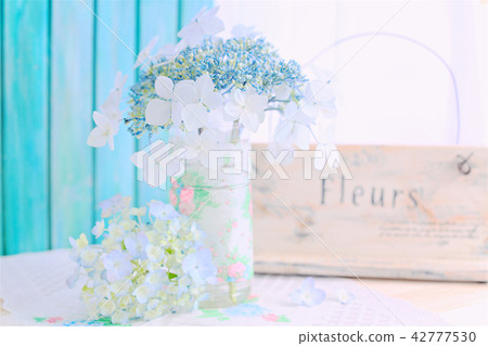 White and Blue Hydrangea hydrangea hydrangea indoor studio 1 42777530